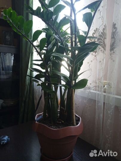 Замиокулькас