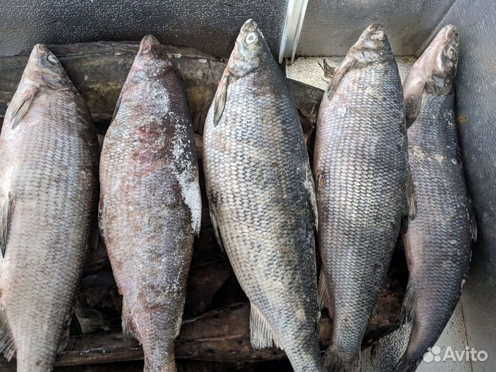 Свежая ряпушка, лещ, налим, щука, сиг, горбуша, тр