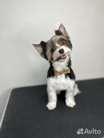 Груминг. Стрижка собак и кошек в Иваново