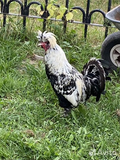 Петух павловское серебро