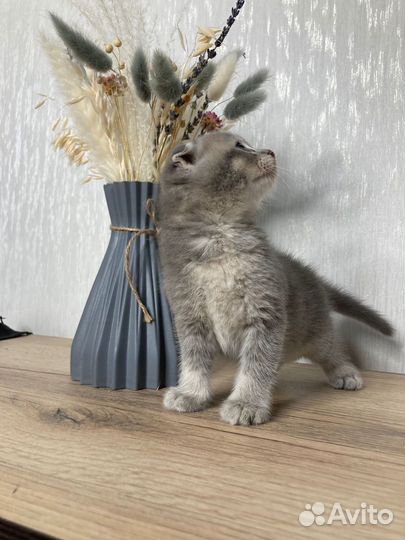 Шотладские вислоухие котята шиншилла