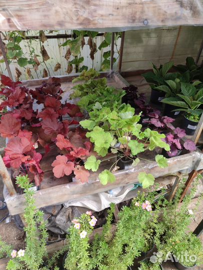 Саженцы гейхеры