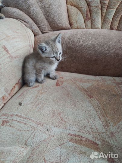 Милые котята