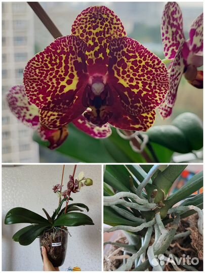 Орхидеи фаленопсис