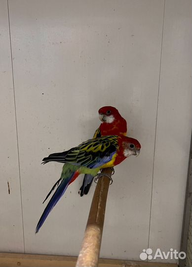 Попугай