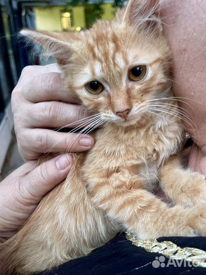 Котик мальчик рыжий