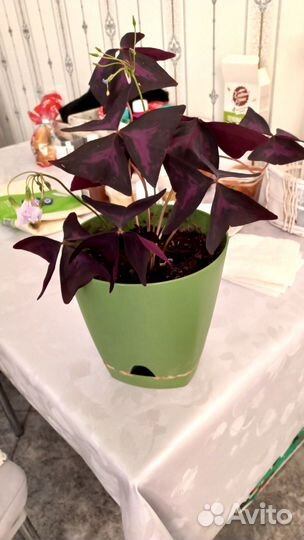 Комнатные цветы кислица