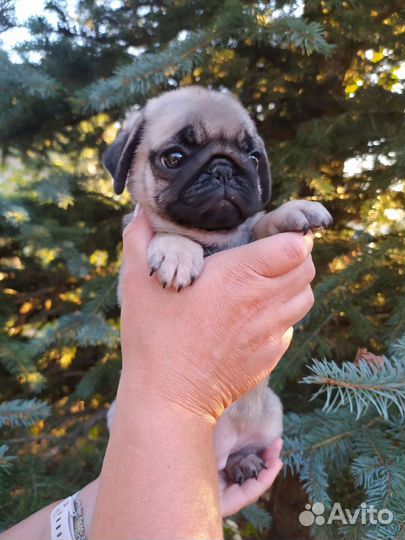 Щенки мопса