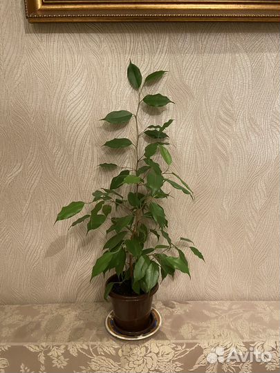Фикус бенджамина