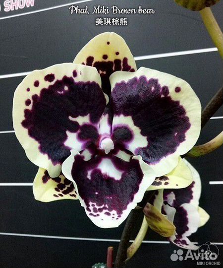 Орхидеи биг липы