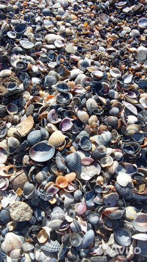 Ракушечник крупный