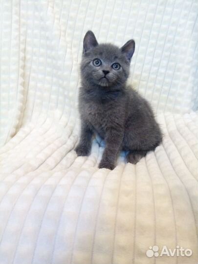 Британские котята