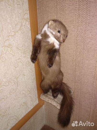 Чучело куницы