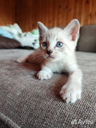 Тайские котята