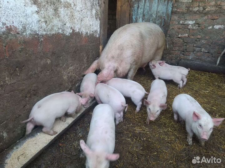 Поросята крупная белая