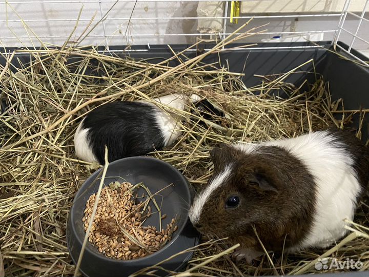 Морские свинки