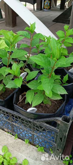 Саженцы гортензии метельчатая