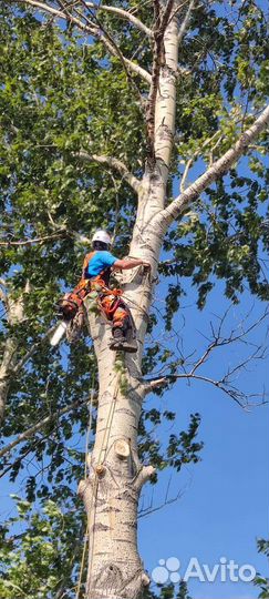 Вальщик деревьевьев,пилю деревья любой сложнасти