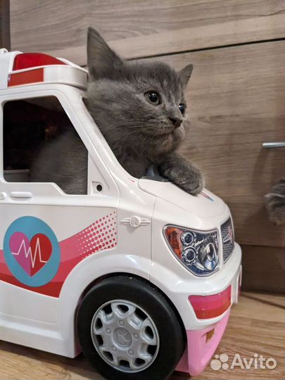 Котенок голубой, мальчик
