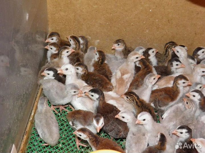 Цесарки суточные