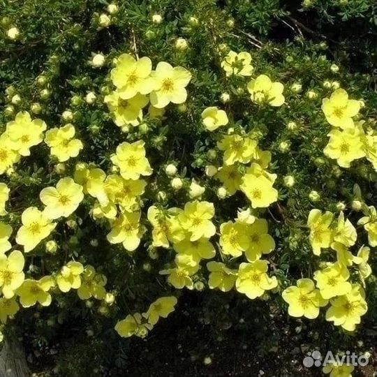 Лапчатка кустарниковая