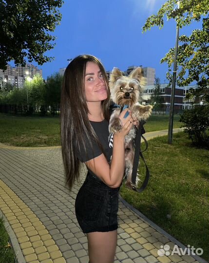 Передержка собак / Передержка кошек / Догситтер