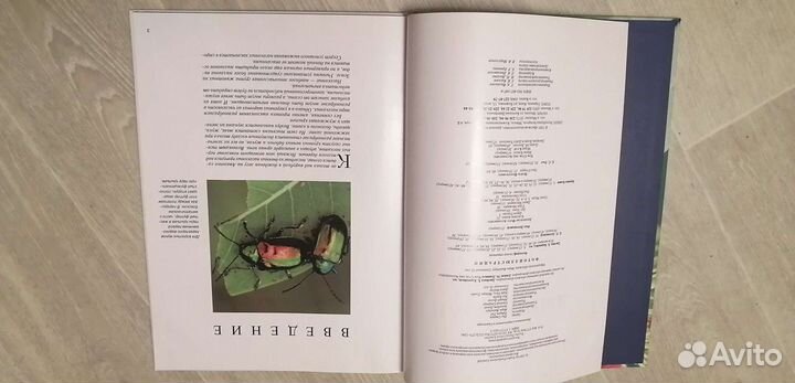 Большие кошки, насекомые, бобры, серия книг