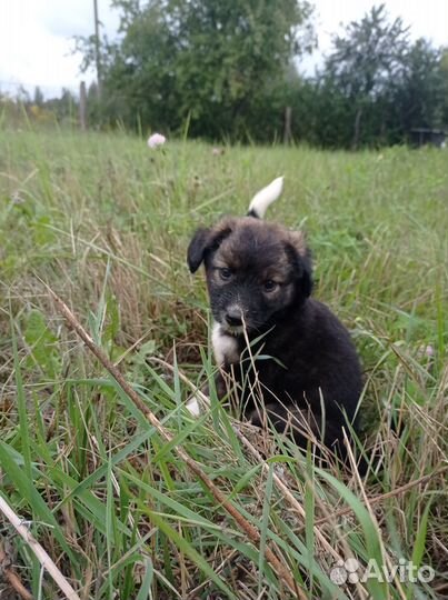 Отдам щенка в добрые руки