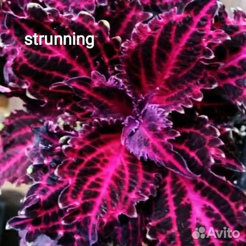 Колеусы более 150 сортов Севастополь Фиолент