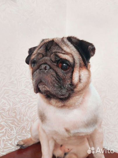 Стрижка собак. Йорки.Груминг