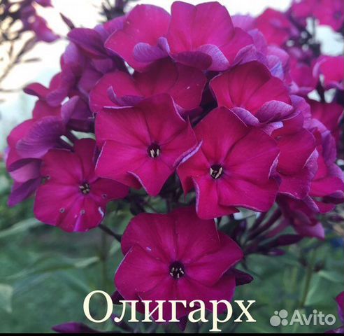 Метельчатые флоксы купить в Москве | Товары для дома и дачи | Авито