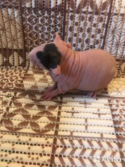 Морская свинка скинни