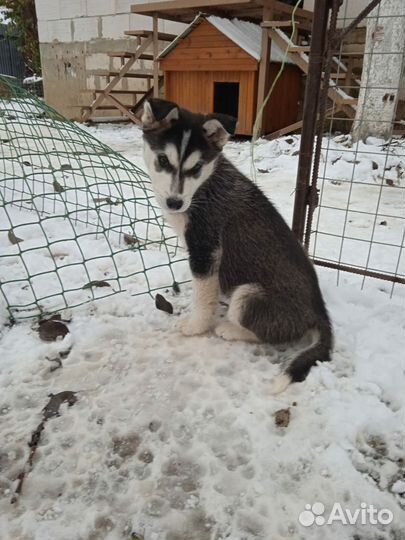 Помесь хаски