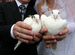 Продажа белых голубей на свадьбы,торжества и т.д