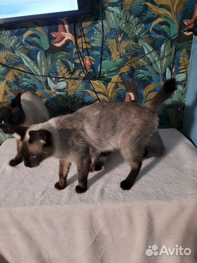 Сиамские котята