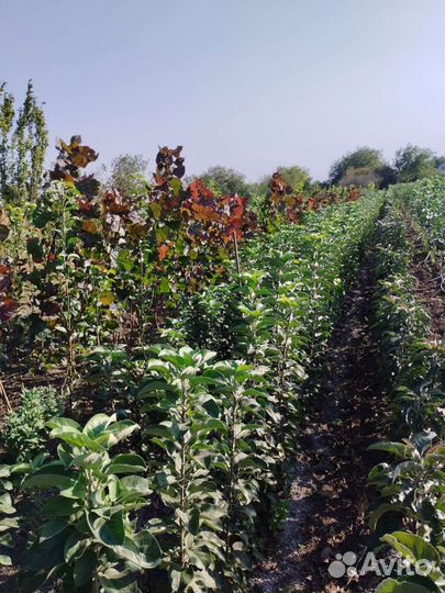 Саженцы и розы