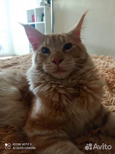 Котенок мейкун мальчик
