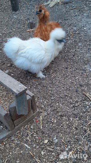 Куры несушки