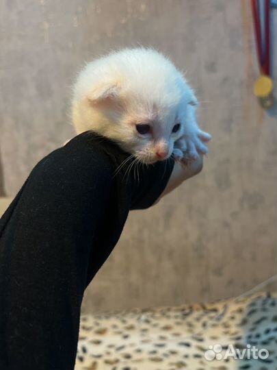 Маскарадные котята