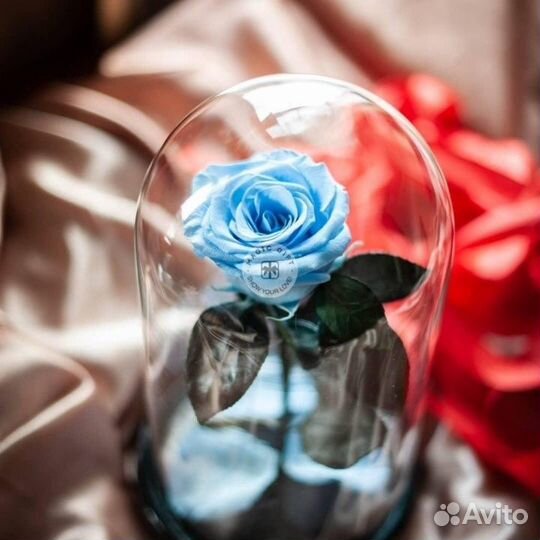Роза в колбе на выбор
