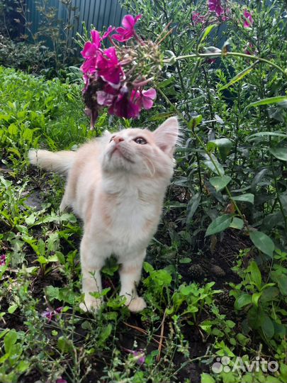 Уличная кошка
