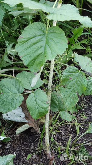 Ремонтантная малина