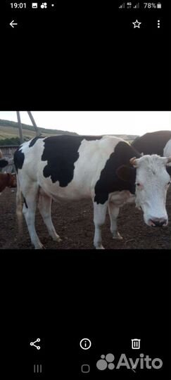 Первотелка