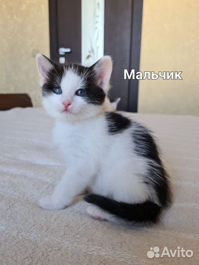Кошка в дар бесплатно