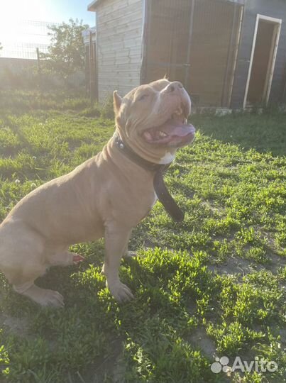 Передержка собак