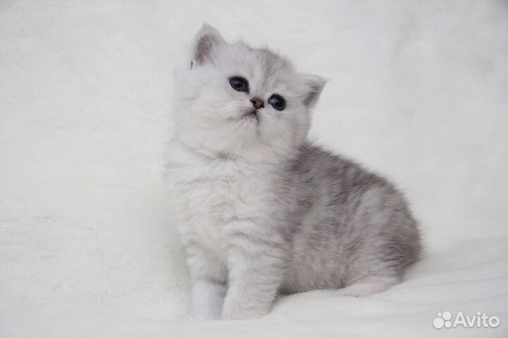 Серебристые короткошерстные котята
