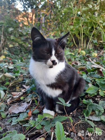 Черно белый котенок