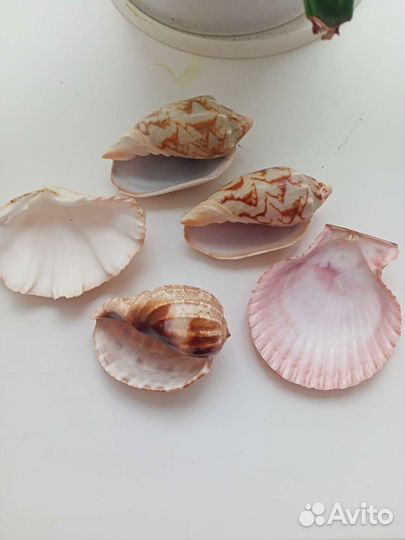 Ракушки, морские галыши и 5кг грунта