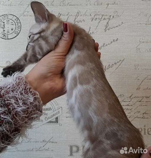 Бенгальская кошка