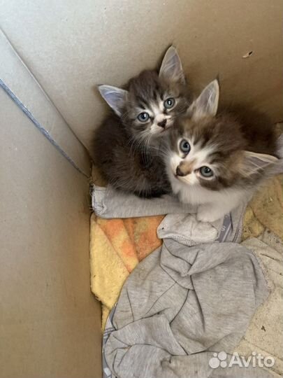 Котята бесплатно